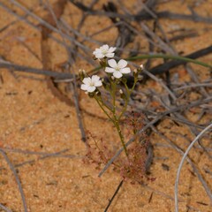 Drosera humilis