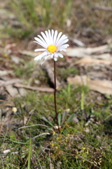 Allittia uliginosa