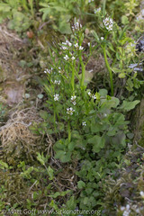 Cardamine umbellata