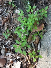 Moehringia pentandra