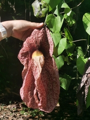 Aristolochia gigantea