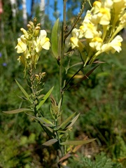 Linaria acutiloba