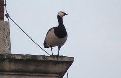 Branta leucopsis