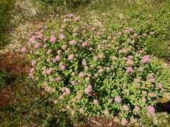 Spiraea splendens