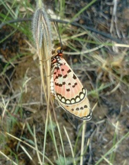 Acraea violarum