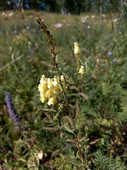 Linaria acutiloba