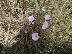 Convolvulus
