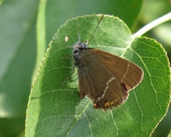 Satyrium spini