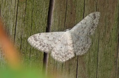 Scopula marginepunctata