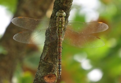 Aeshna affinis