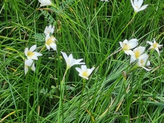 Zephyranthes candida