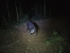 Tapirus terrestris