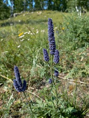 Nepeta multifida
