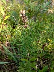 Dracocephalum ruyschiana