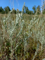 Artemisia dracunculus glauca