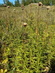Cirsium serratuloides