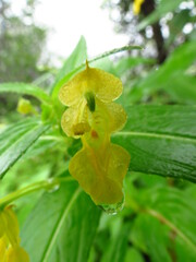 Impatiens dalzellii