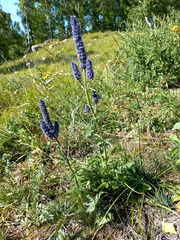 Nepeta multifida
