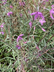 Chamaenerion dodonaei
