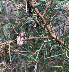 Hakea rugosa