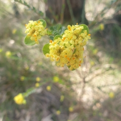 Pimelea flava