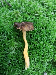 Craterellus tubaeformis