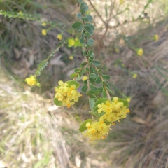 Pimelea flava