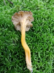 Craterellus tubaeformis
