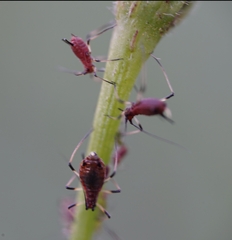 Macrosiphum rosae