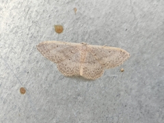 Idaea eugeniata