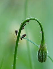 Macrosiphum rosae