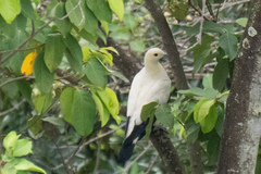 Ducula bicolor