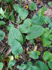 Viola odorata