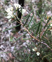 Hakea rugosa