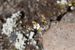 Chamaerhodos grandiflora