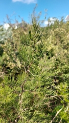 Asparagus lignosus
