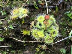 Drosera glanduligera