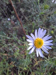 Galatella meyendorffii