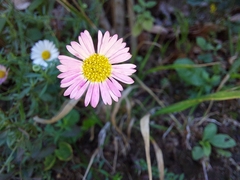 Erigeron karvinskianus
