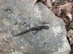 Plethodon punctatus