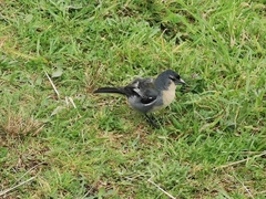 Fringilla coelebs moreletti