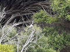 Coracina novaehollandiae