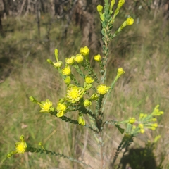 Pimelea flava