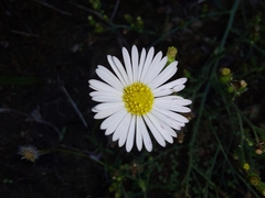 Erigeron karvinskianus