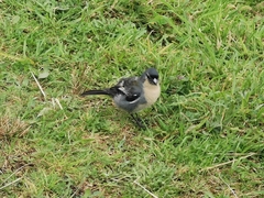 Fringilla coelebs moreletti