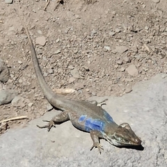 Gallotia galloti galloti