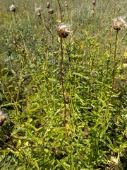 Cirsium serratuloides