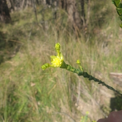 Pimelea flava