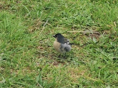Fringilla coelebs moreletti