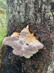 Aurantiporus croceus